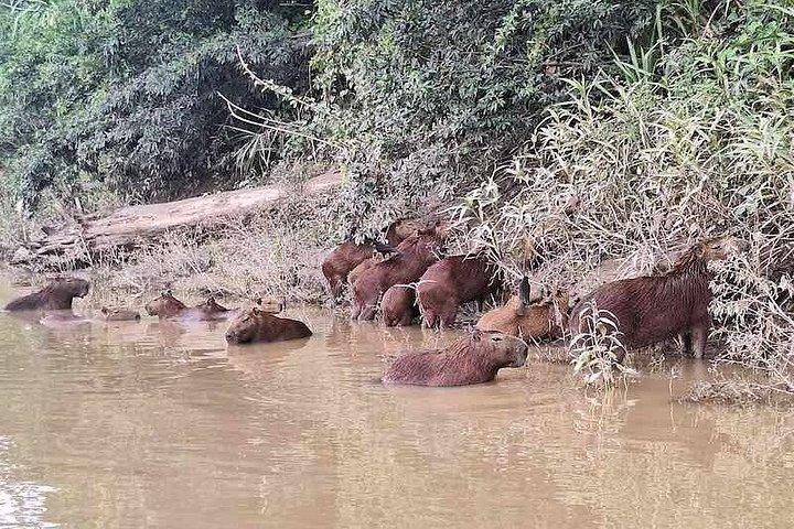 サンドバル湖日帰りツアー野生動物観察とジャングルハイキング付き。