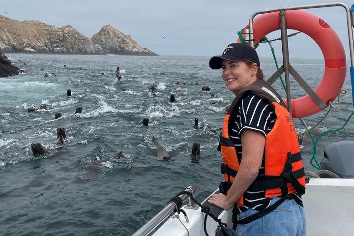 Private Palomino Islands Tour Svøm med Sea Lions