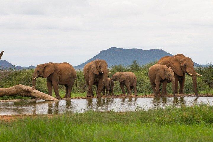 ターラ ゲーム リザーブ、ペズル サファリ パーク、ダーバンからのナタールへの 1 日サファリ