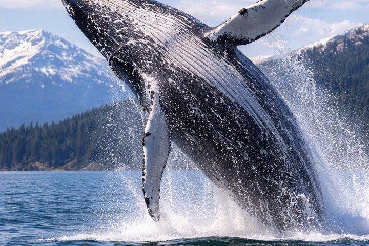 アラスカ州ケチカンでカスタマイズ可能なフィッシングチャーター