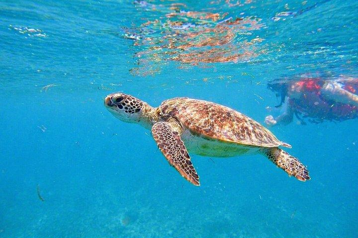 San Juan: VIP Snorkeling with Turtles Tour