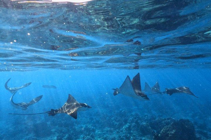 カヤックホエールウォッチ＆タートルタウンシュノーケル-無料写真付き
