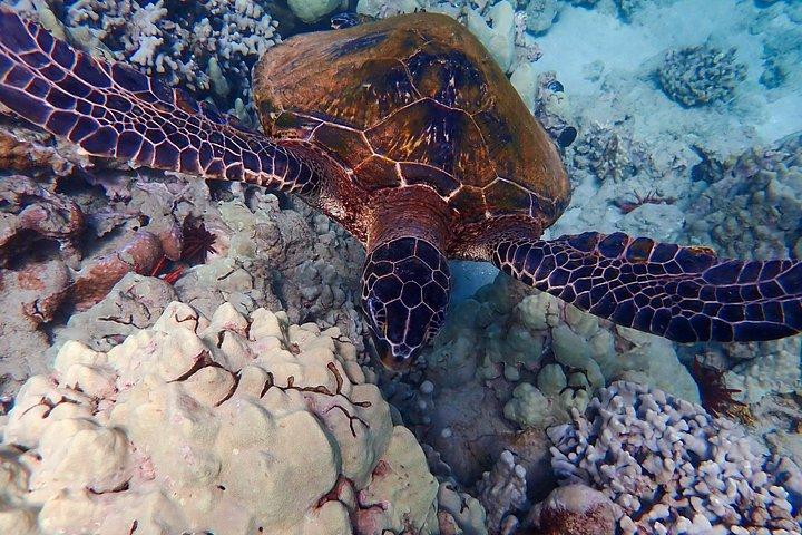 カヤックホエールウォッチ＆タートルタウンシュノーケル-無料写真付き