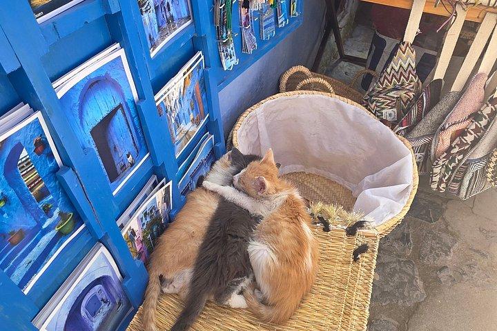 フェズ発シャウエン日帰り旅行グループツアー