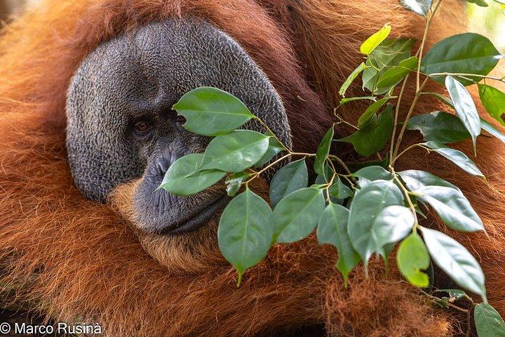 ブキッ・ラワン3D2Nディープ・オランウータン・トレック・オールインクルーシブ・フロム・メダン