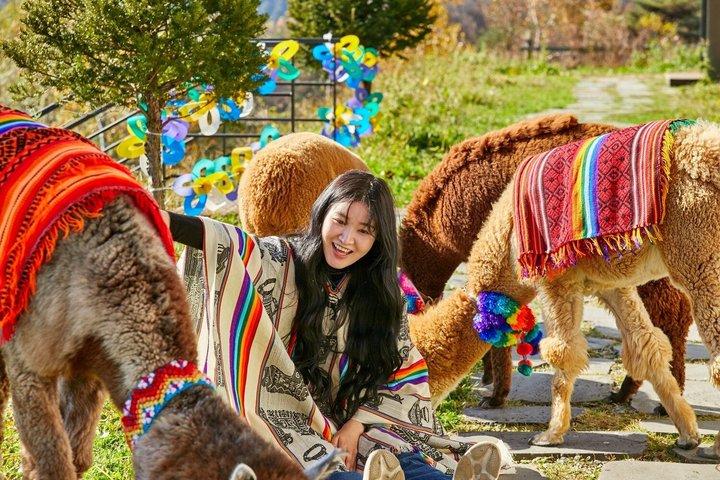 ソウル発アルパカワールド、ナミ島、レールバイク、ライトフェスティバル