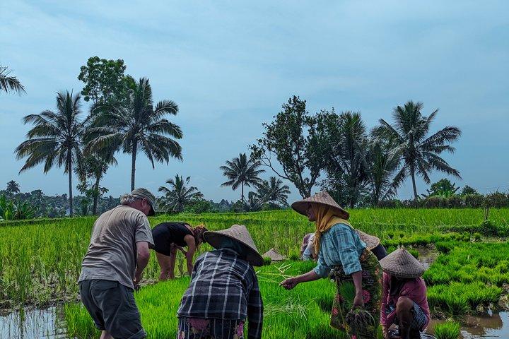 Tetebatu Walking Tour