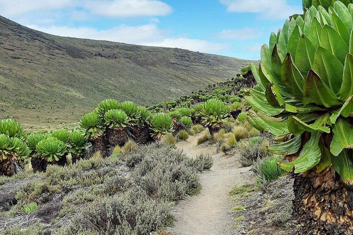 Mount Kenya Tageswanderung mit Mittagessen