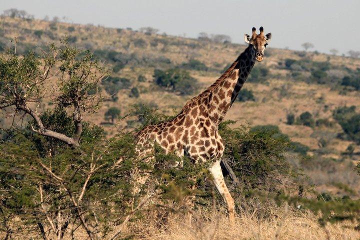 Fredericksburg Girafe Safari e experiência de jantar
