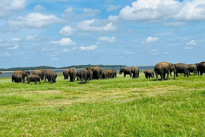 シギリヤ洞窟と国立公園サファリツアープライベート日帰り
