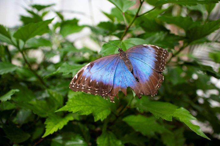 Godetevi la natura a Butterfly House a Milano Marittima