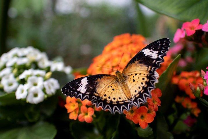 Godetevi la natura a Butterfly House a Milano Marittima