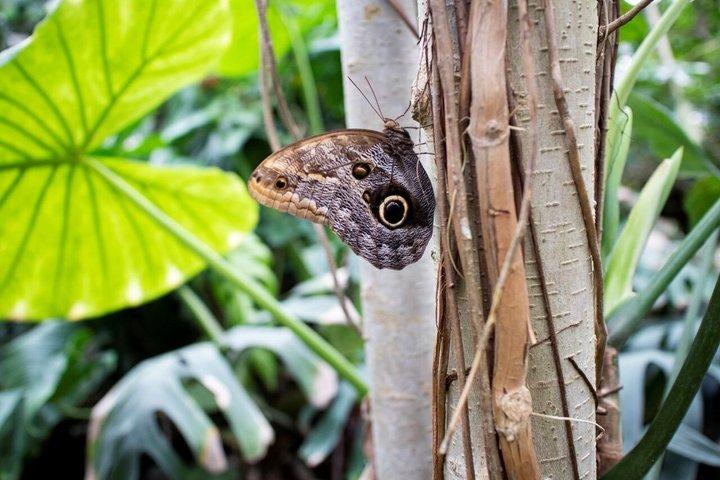 Godetevi la natura a Butterfly House a Milano Marittima