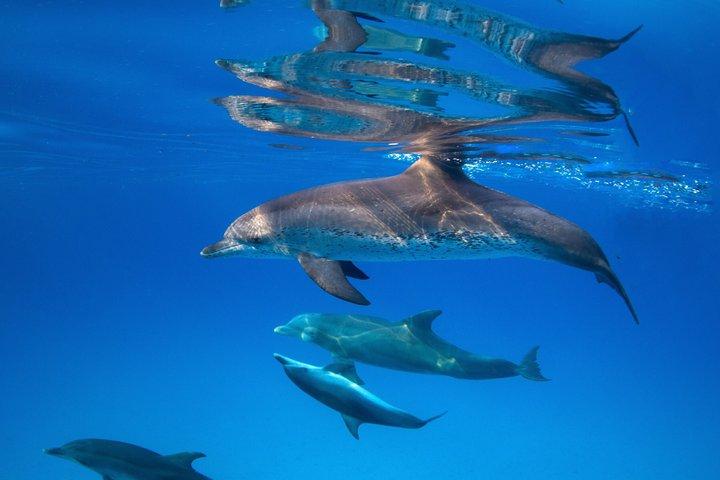 Privé Speedboot Dolphin House Snorkelen & Transfer : Hurghada