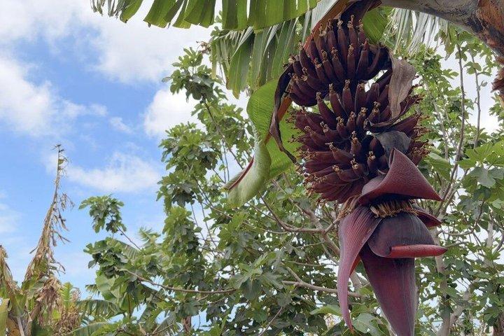 Teneriffa: Bananenplantage und Weinprobe in einem Weingut