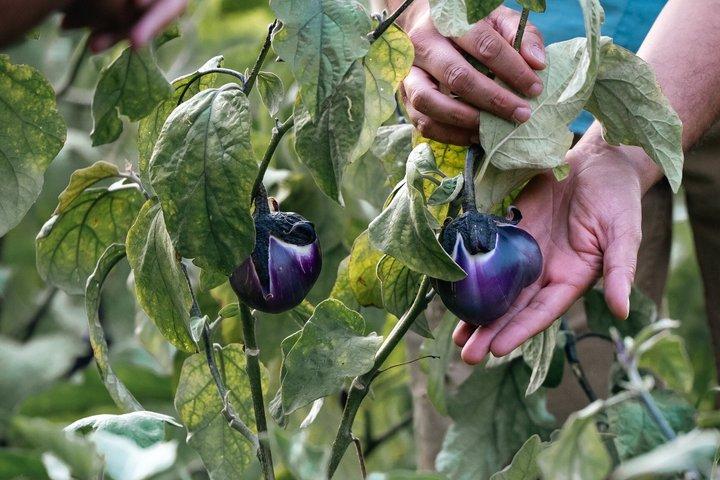 Clases de Cocina Rural en Capo Vaticano