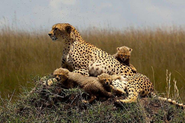 3 Days Adventure to Masai Mara National Reserve on a 4X4 Vehicle