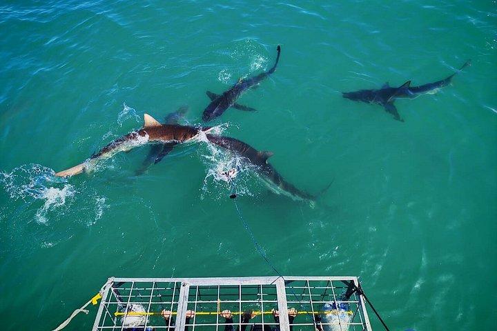 Haikäfigtauchen mit kostenloser Luft im Käfig von Gansbaai
