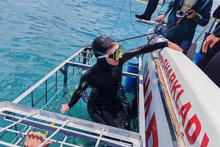 Haikäfigtauchen mit kostenloser Luft im Käfig von Gansbaai