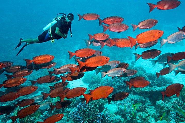 Hurghada: Dive Experience for Beginners or Certified Divers