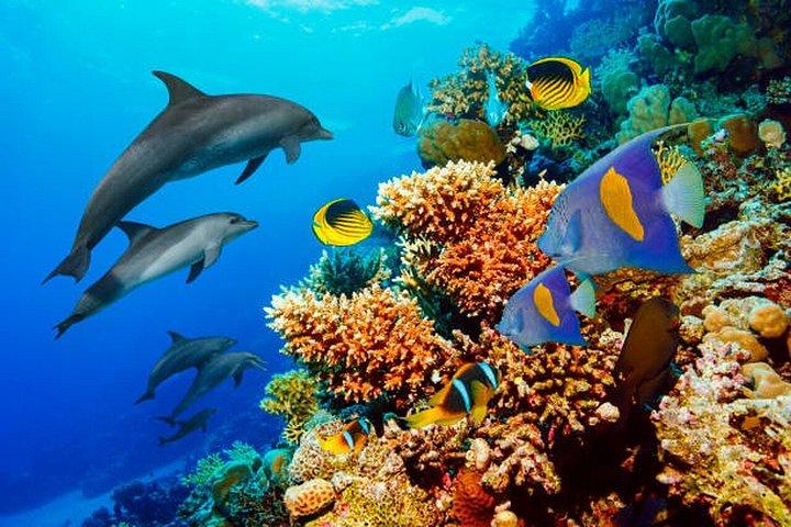Hurghada: Dive Experience for Beginners or Certified Divers