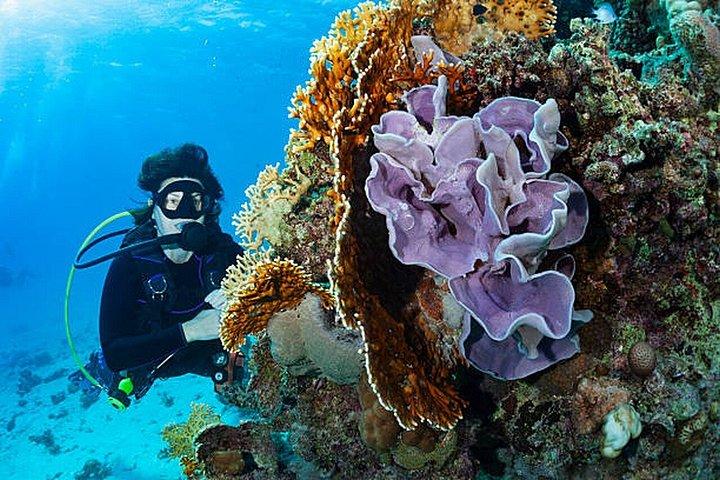 Hurghada: Dive Experience for Beginners or Certified Divers