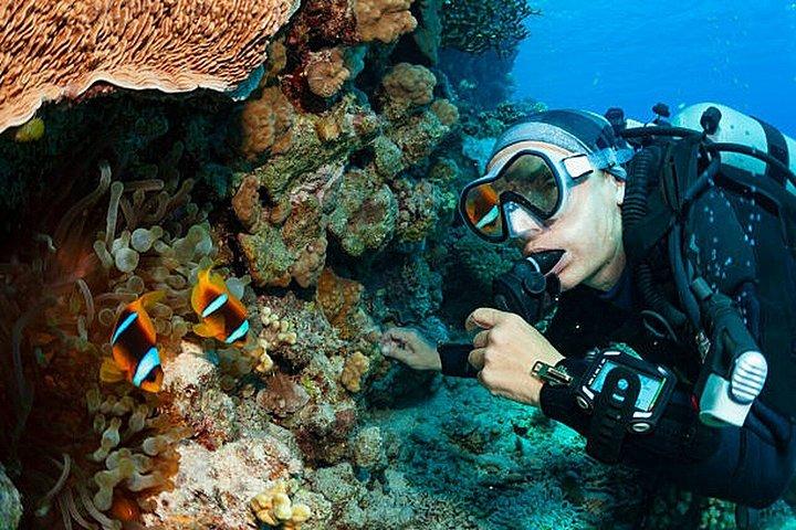 Hurghada: Dive Experience for Beginners or Certified Divers
