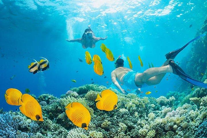 Hurghada: Dive Experience for Beginners or Certified Divers