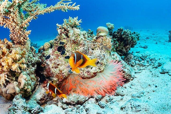 Hurghada: Dive Experience for Beginners or Certified Divers