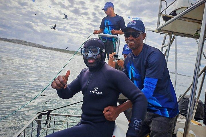 Haikäfigtauchen mit kostenloser Luft im Käfig von Gansbaai