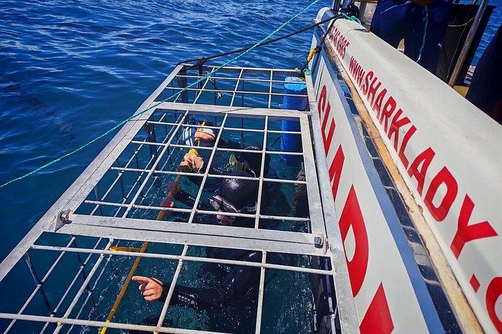 Haikäfigtauchen mit kostenloser Luft im Käfig von Gansbaai