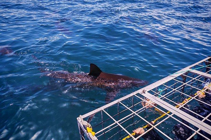 Haikäfigtauchen mit kostenloser Luft im Käfig von Gansbaai