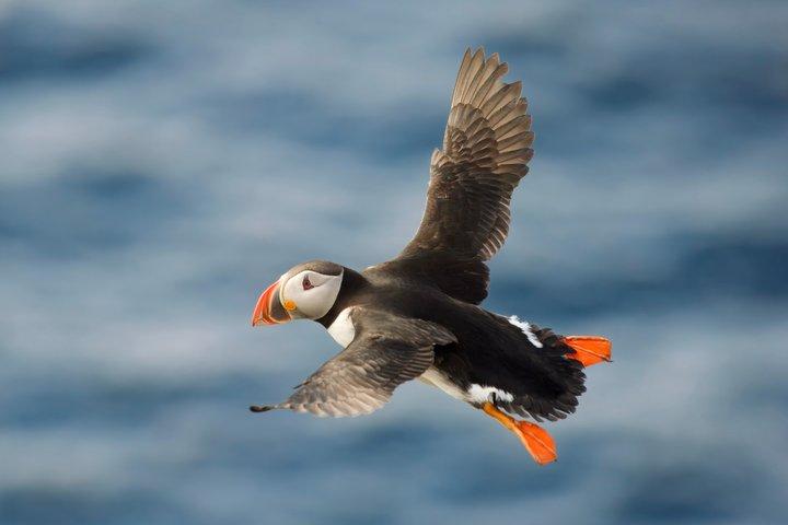 Hval og Puffin observation i Hauganes fra Akureyri med Transfer