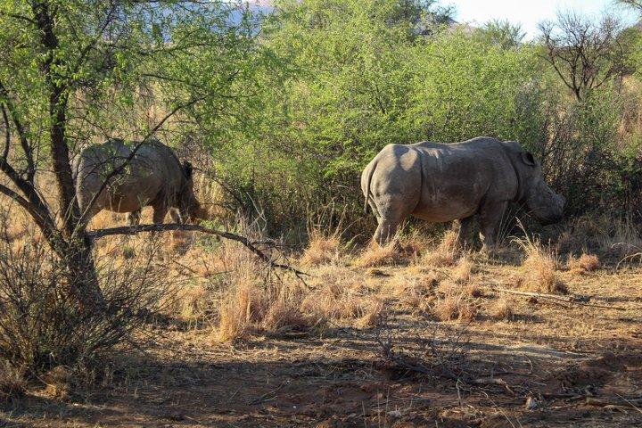 Pilanesberg Nationaal Park Big Five Safari Volledige dagtour