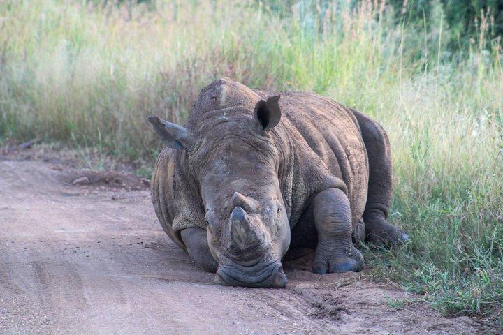 Pilanesberg Nationaal Park Big Five Safari Volledige dagtour
