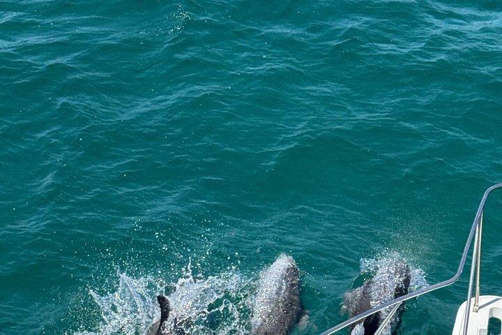 カニ島＆イルカクルーズ（インウォーターサンドバーアクティビティー）