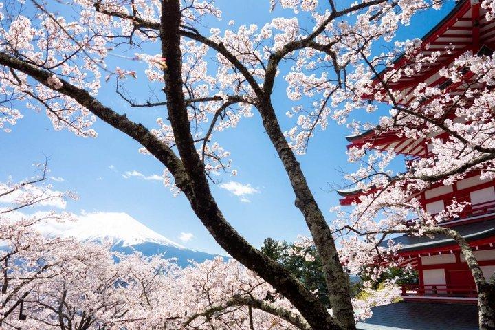富士山日帰りツアー : 富士山5合目、新倉山＆押野八海。