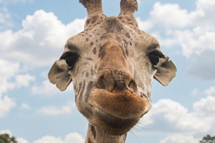 Von puebla : Private Tour in Africam Safari all-Inclusive