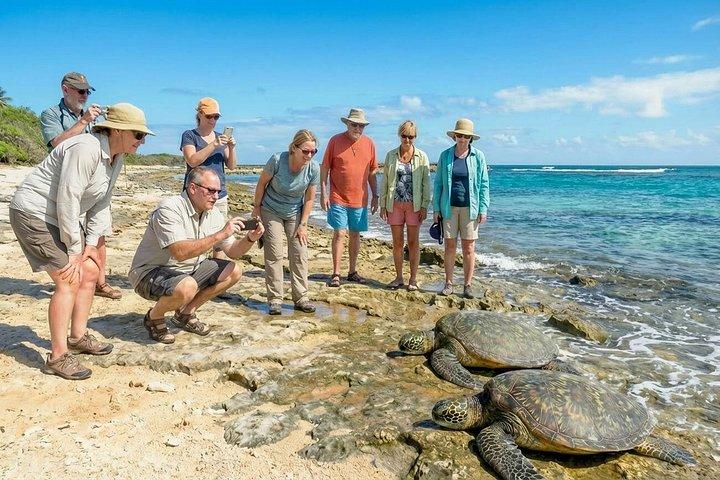 オアフ島1日ツアーとロックアフラ・ワイキキショーパッケージ