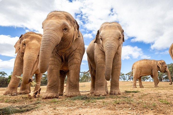 Werribee Open Range Zoo Stehplatzticket