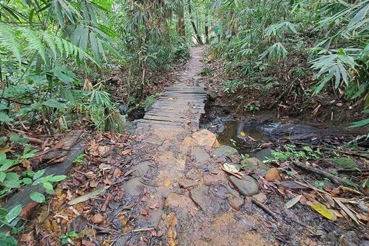 Sinharaja Rainforest Day Trip from Ahangama