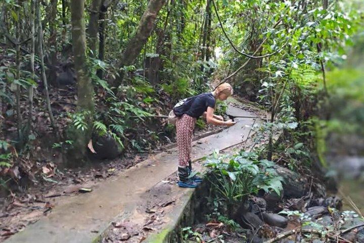 Sinharaja Rainforest Day Trip from Ahangama