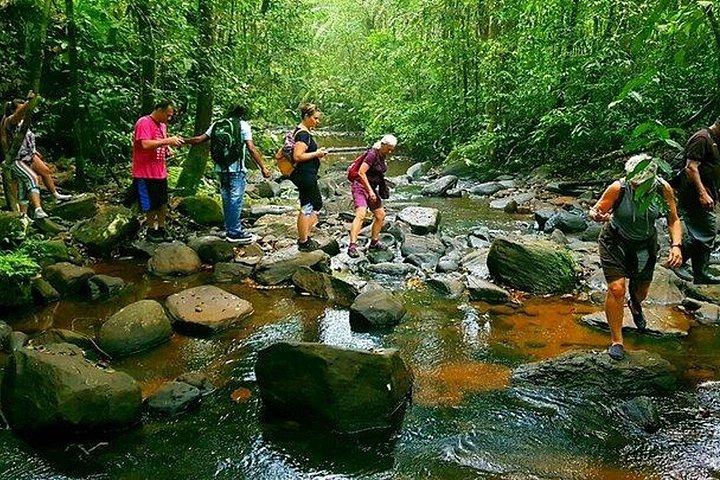 Sinharaja Rainforest Day Trip from Ahangama