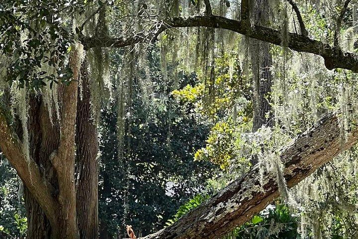 Audio Driving Tour Around St. Simons Island