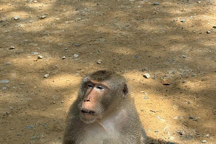 From Ho Chi Minh: Can Gio Mangrove Forest & Monkey Island