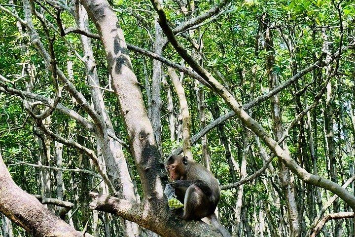 From Ho Chi Minh: Can Gio Mangrove Forest & Monkey Island