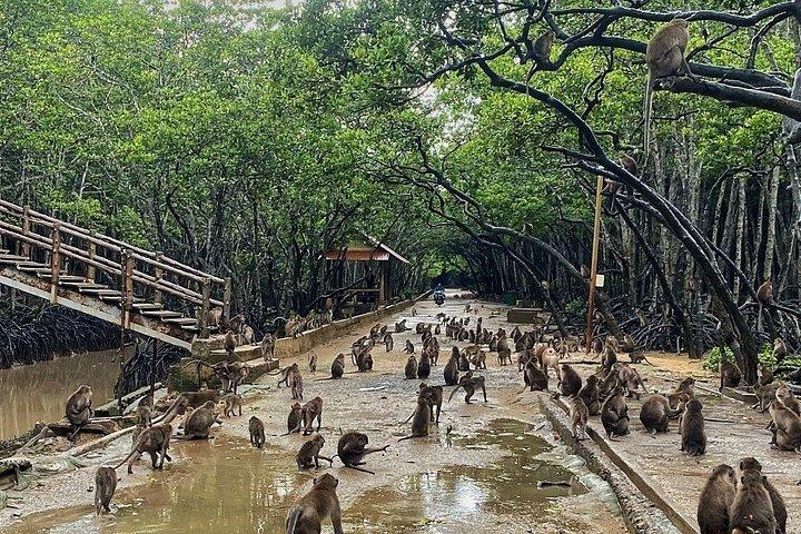 From Ho Chi Minh: Can Gio Mangrove Forest & Monkey Island
