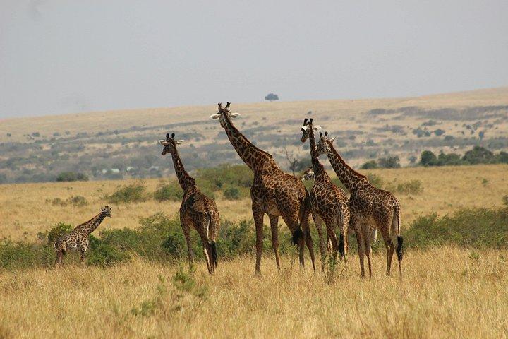 ケニアサファリ10泊旅程ミッドレンジサファリ