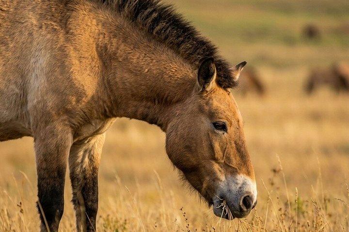 2D, 1N Dos parques nacionales Khustai, Terelj y Ginggis Estatua de Mongolia
