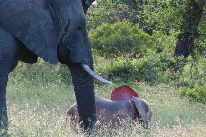 クルーガー国立公園 - プライベートサンライズ半日サファリ旅行。